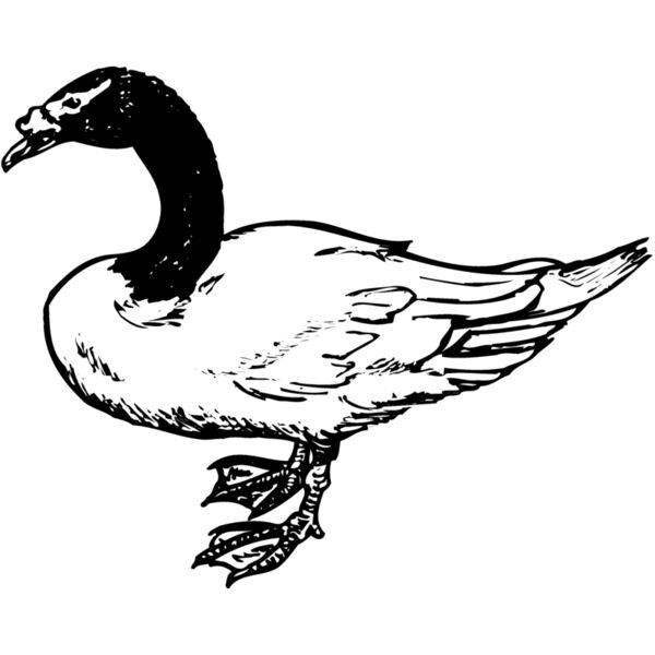 BIRD086 Thumbnail