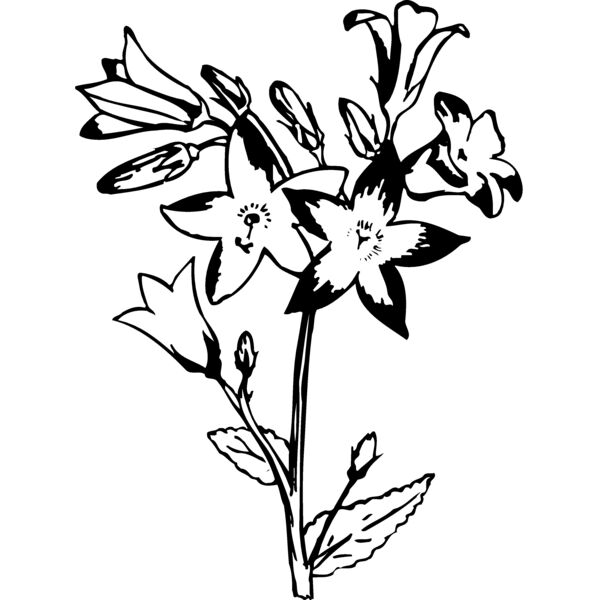 FLOWER25 Thumbnail