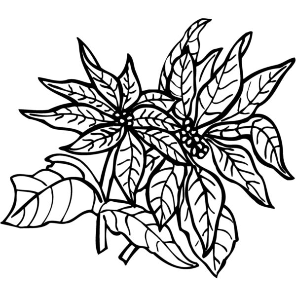 FLOWER29 Thumbnail